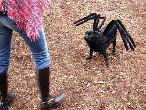 spider-pug