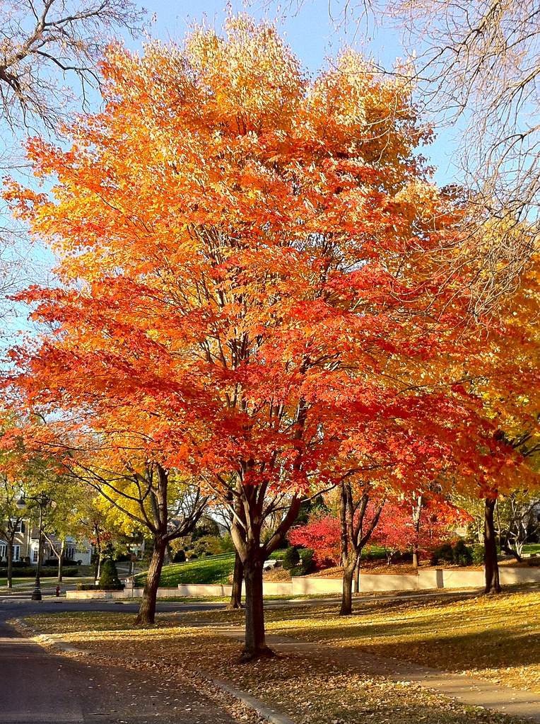 Fall Tree, Minneapolis, November 2011