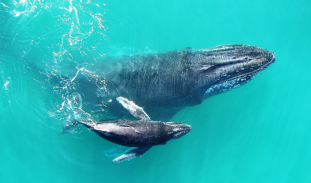 Humpback whale mother and calf surfacing