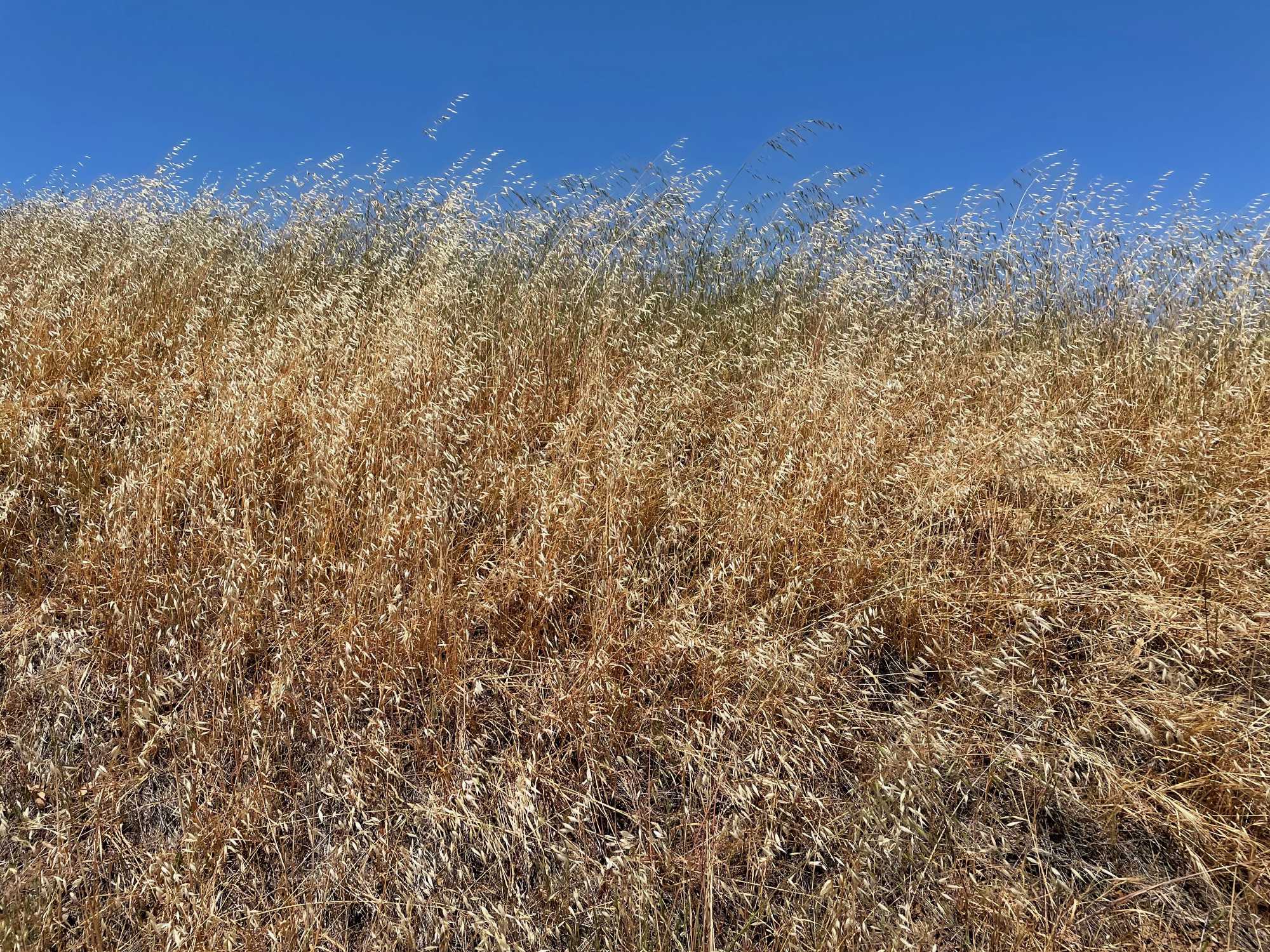 Gold and blue, Bernal Heights, San Francisco