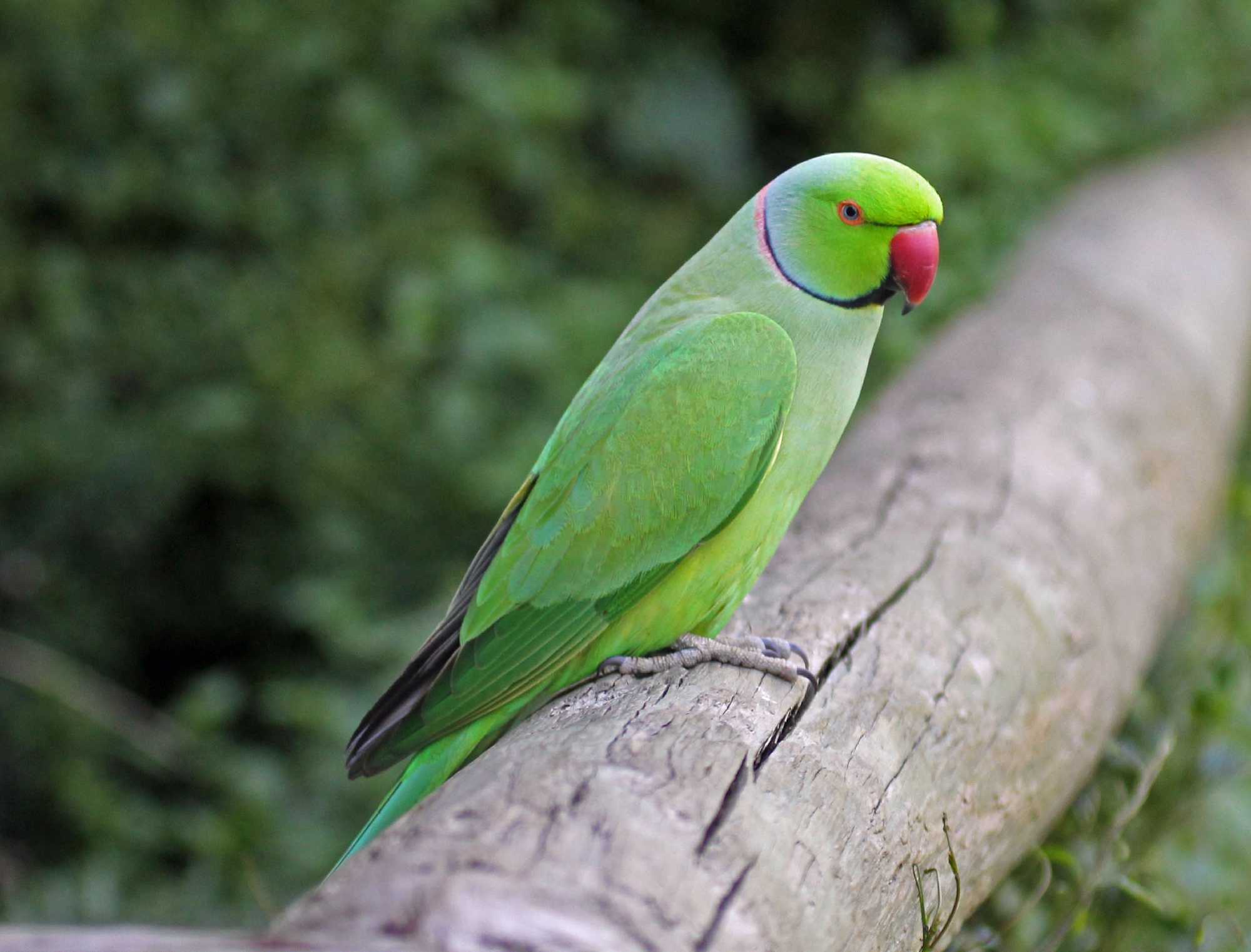 Rose-ringed Parakeet photo by Dick Daniels Rose-ringed Parakeet photo by Dick Daniels