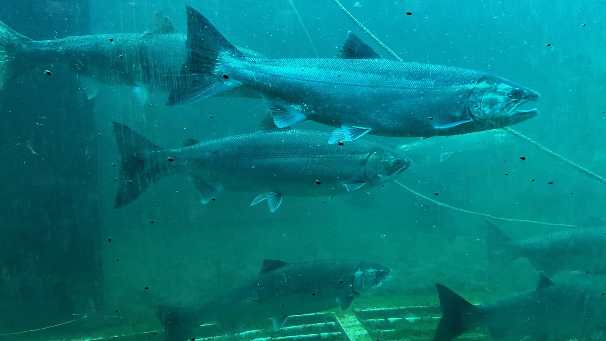 Salmon migration, Ballard Locks fish ladder, Seattle Salmon migration, Ballard Locks fish ladder, Seattle