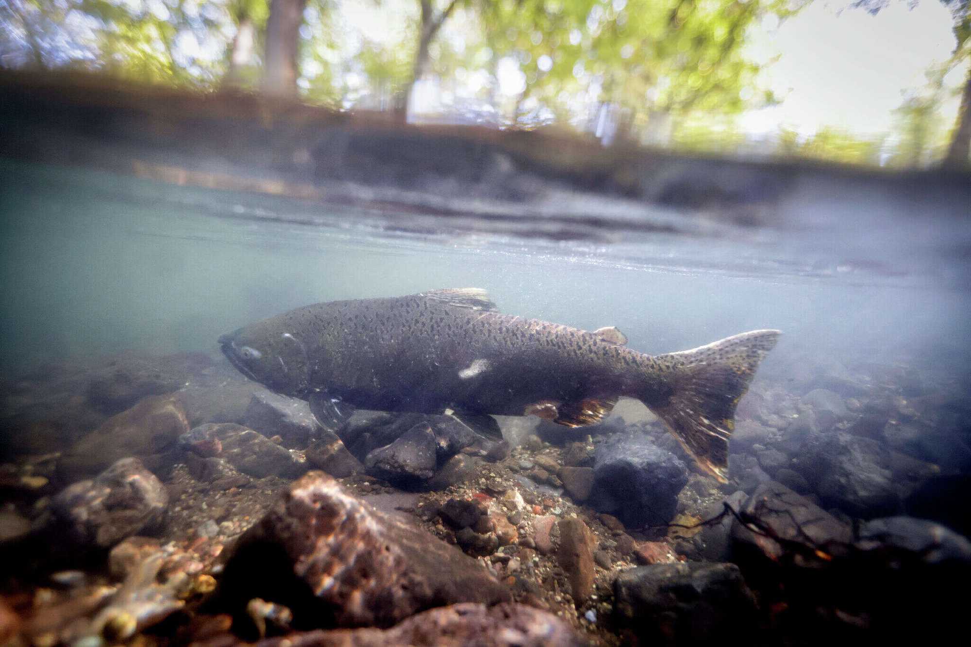 Salmon in the restored Klamath